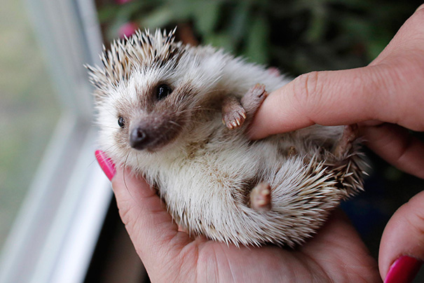 Hedgehog Gets A Belly Rub