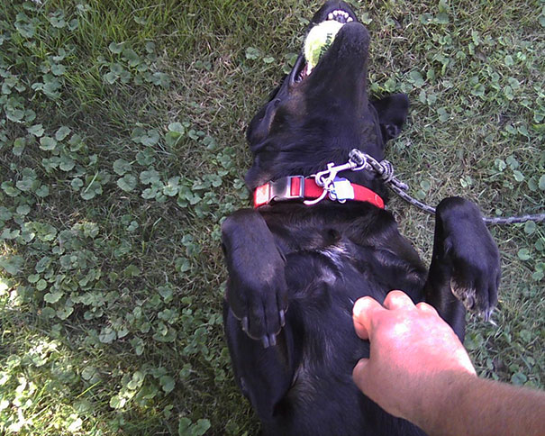 Joy = Laying Under A Tree + Tennis Ball In Mouth + Belly Rub