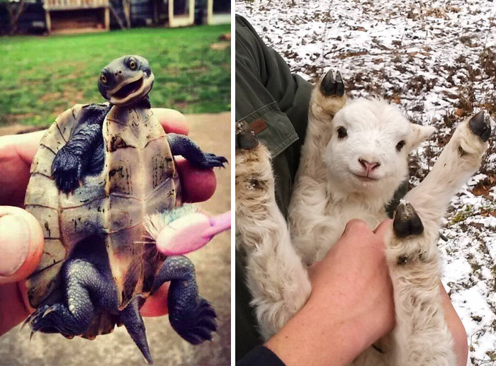 92 Animal Bellies That Need To Be Rubbed Right Now
