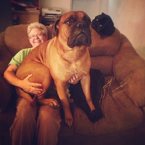 I'm Thankful For My Momma And Our Bull Mastiff Mick