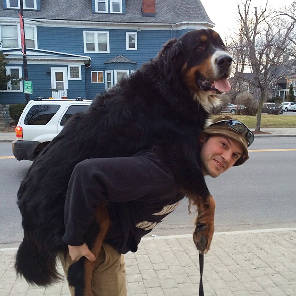 My Friend's Dog Likes Piggyback Rides, Even Though He's A Little Big