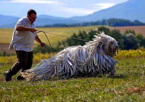 This Is A Komondor, A Traditional Hungarian Guard Dog.