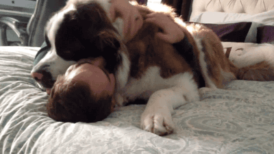 128 Dogs Who Don't Understand How BIG They Are | Bored Panda