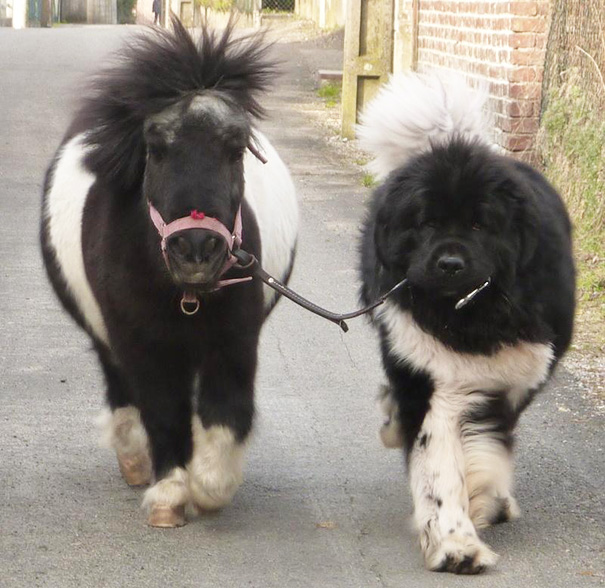 Big Dog And Small Pony