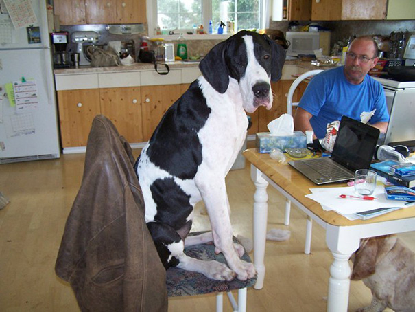So My Great Dane Figured Out How Chairs Work