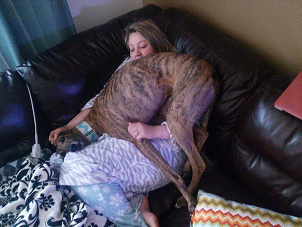 My Greyhound Is Still Trying To Understand What Being A Lap Dog Is All About