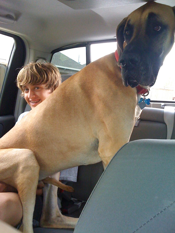 How A Great Dane Rides In The Car
