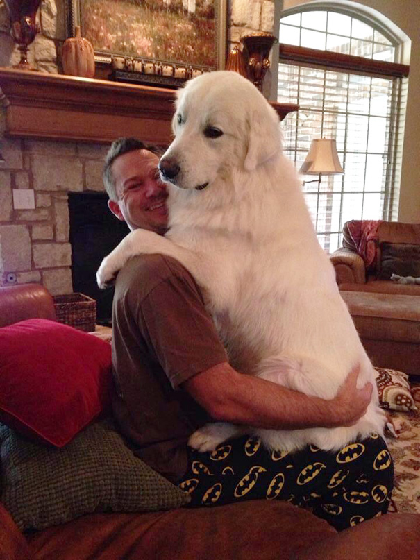 This Dog Still Thinks He's A Lap Dog