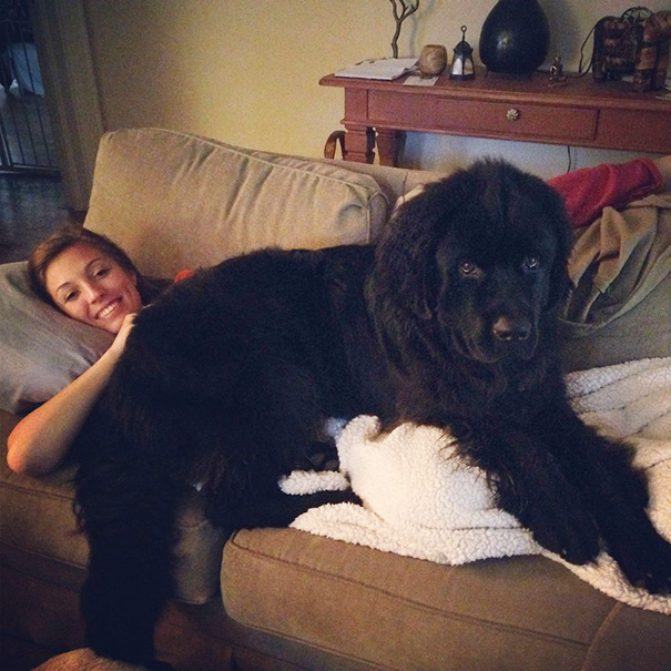 This Puppy Still Thinks He's A Lap Dog