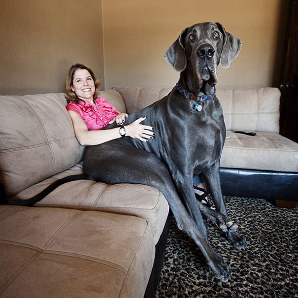 The World's Tallest Dog Giant George