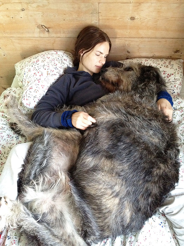 The Irish Wolfhoud, A Perfect Bed Buddy