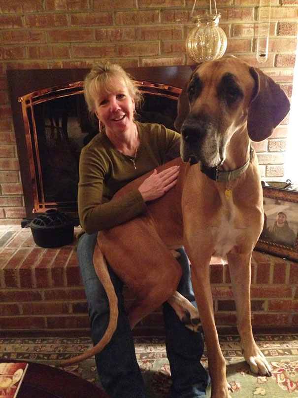 I See You Guys Like Huge Pups. Here's My Dane Hanging Out By The Fire With My Mom