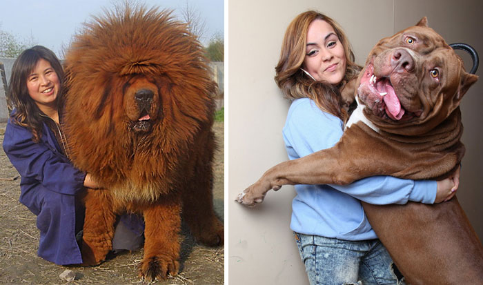 128 Dogs Who Don’t Understand How BIG They Are