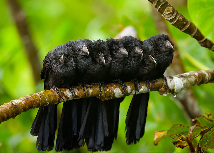 Group Of Smooth Billed Anis Huddle Together For Warmth In The Early Morning Breeze