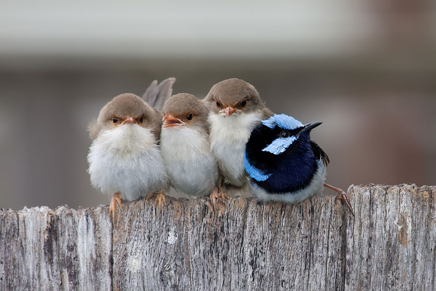 Superb Fairy Wren Chicks Huddled Together With Their Exhausted Father