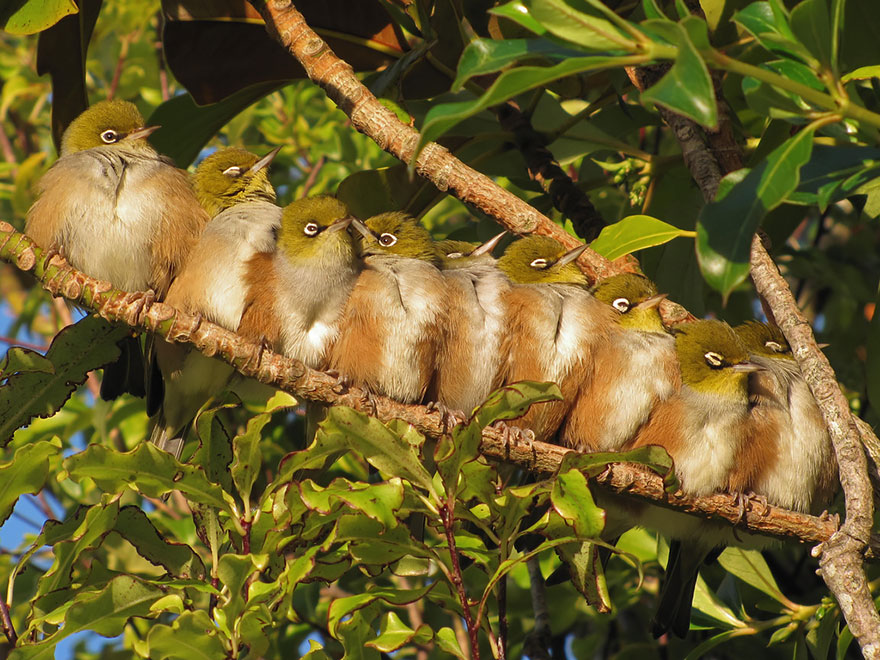 Silvereyes Huddling For Warmth In Winter