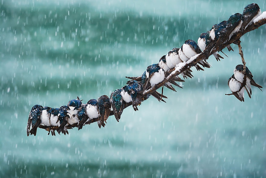 Swallows In A Spring Snowstorm