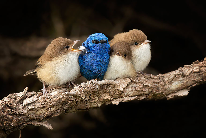 White-winged Fairy-wren Family. Dad (blue) With Three Chicks