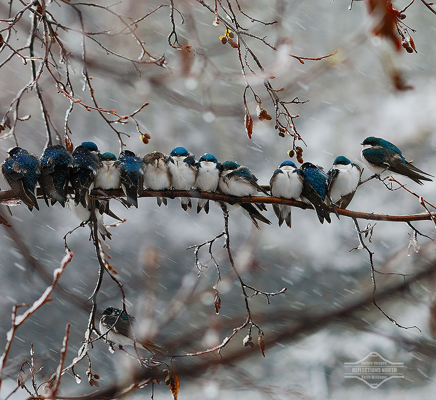 Swallows In A Snowstorm