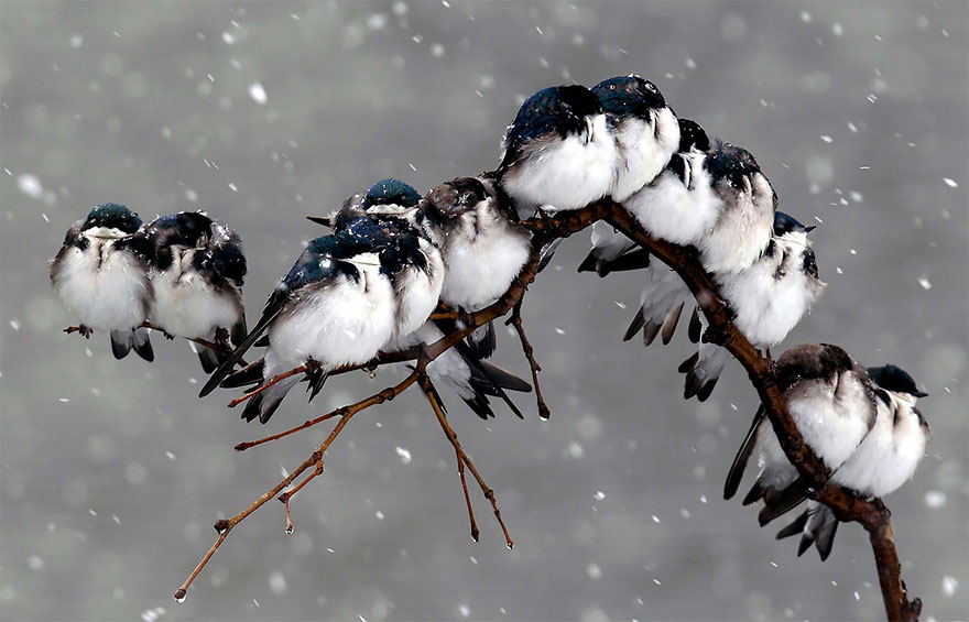 Birds During Snowstorm