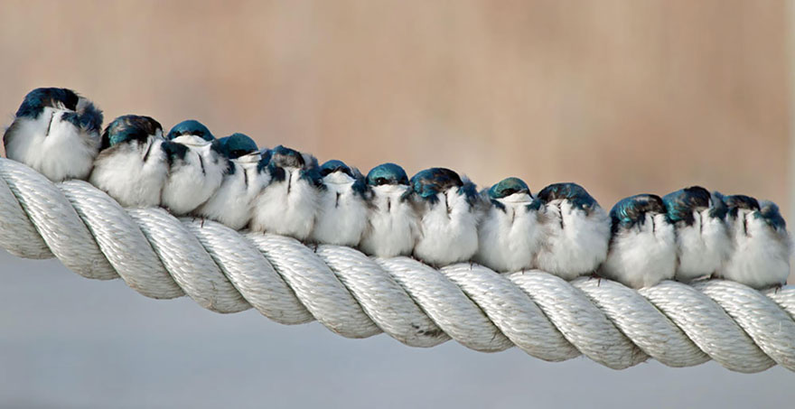 Tree Swallows Huddle Up With Their Companions