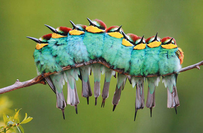 30 Pics Of Birds Cuddling Together For Warmth Will Melt Your Heart