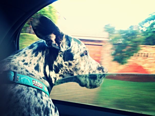Hemlock. Greatdane.best Driving Companion A Girl Could Ask For.
