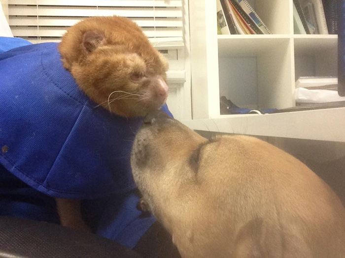 Cat Rescued From Fire Now Nurses Other Animals In Pet Hospital
