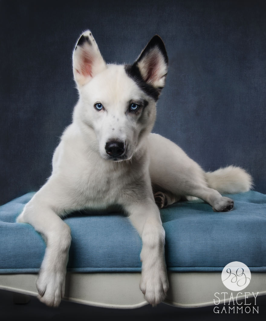 Beautiful Shelter Dogs' Portraits Reveal Their Personalities