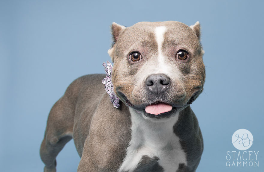 Beautiful Shelter Dogs' Portraits Reveal Their Personalities