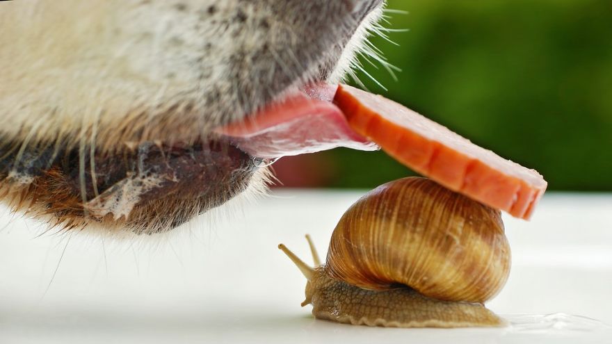 Let Me Show You How Beautiful And Courageous Snails Can Be