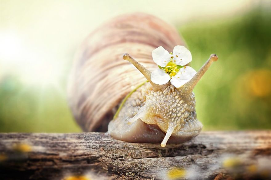 Let Me Show You How Beautiful And Courageous Snails Can Be