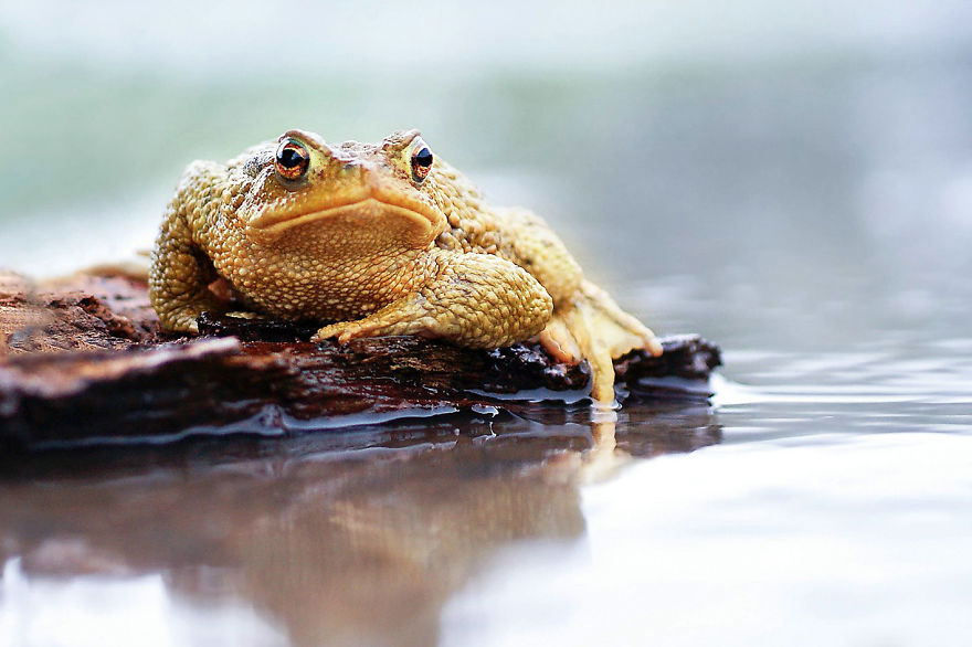 Toads Are Great Models