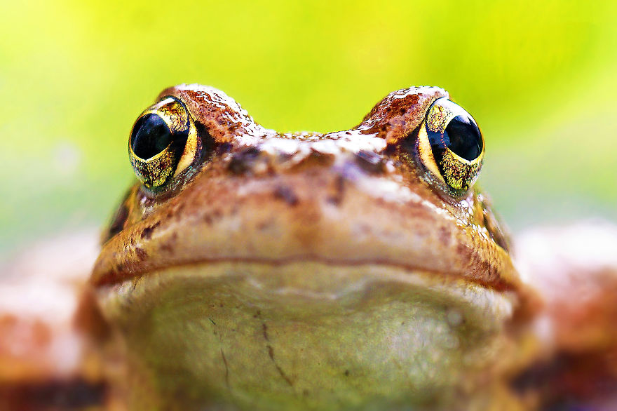 Toads Are Great Models