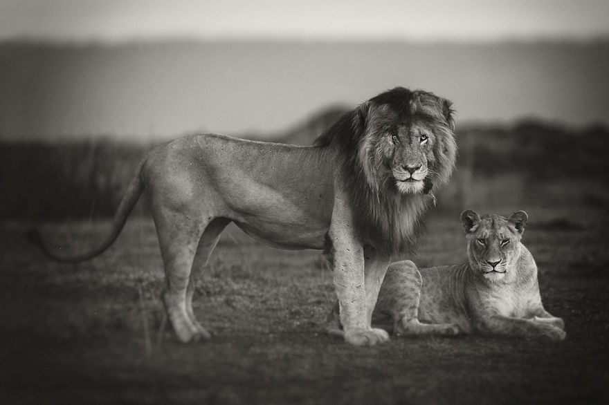Portraits From A Kingdom: I Photograph Lions To Convey Their Magical Qualities