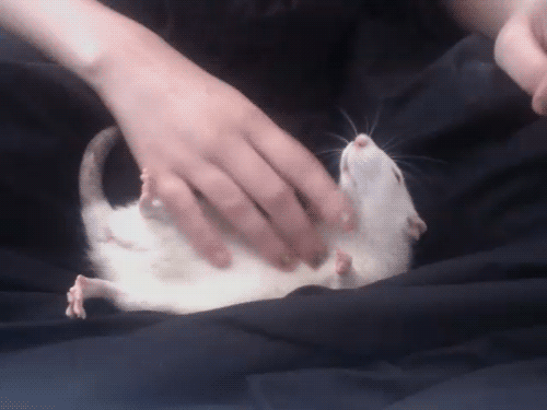 Pet Rat Loves Belly Rubs