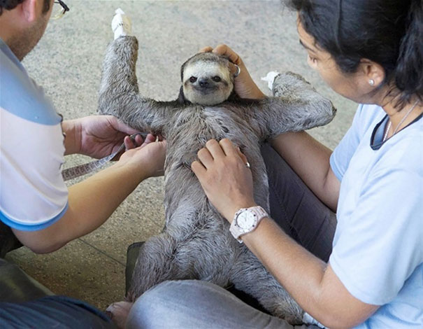 Sloth Getting A Belly Rub Like A Boss