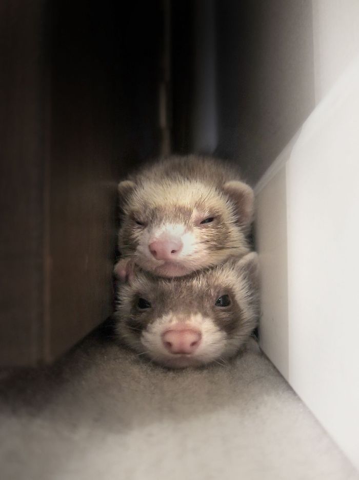 42 Funny Ferrets That Just Want To Play With You Bored Panda