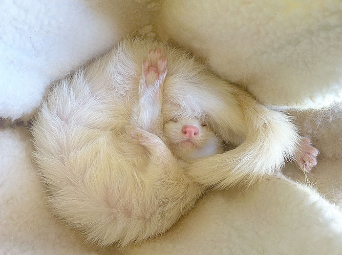 Ferret Sleeping