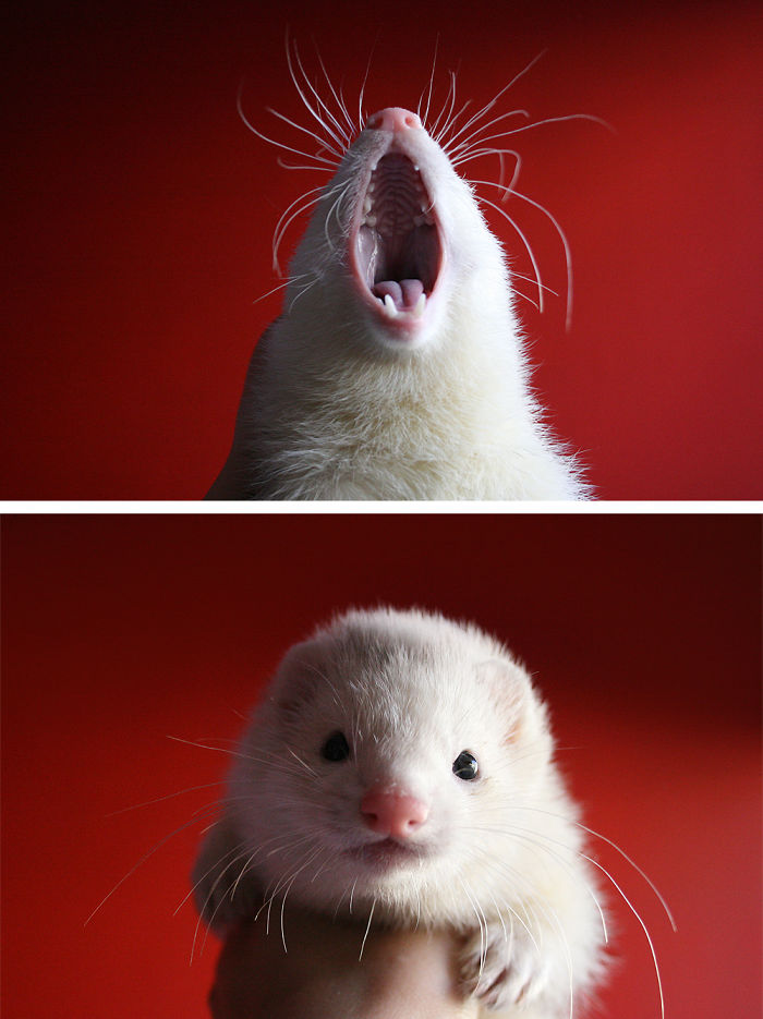 Ferret Yawning