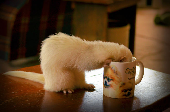 Ferret In A Cup