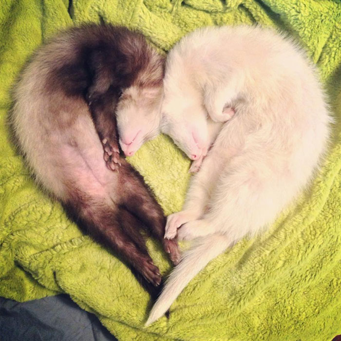 42 Funny Ferrets That Just Want To Play With You