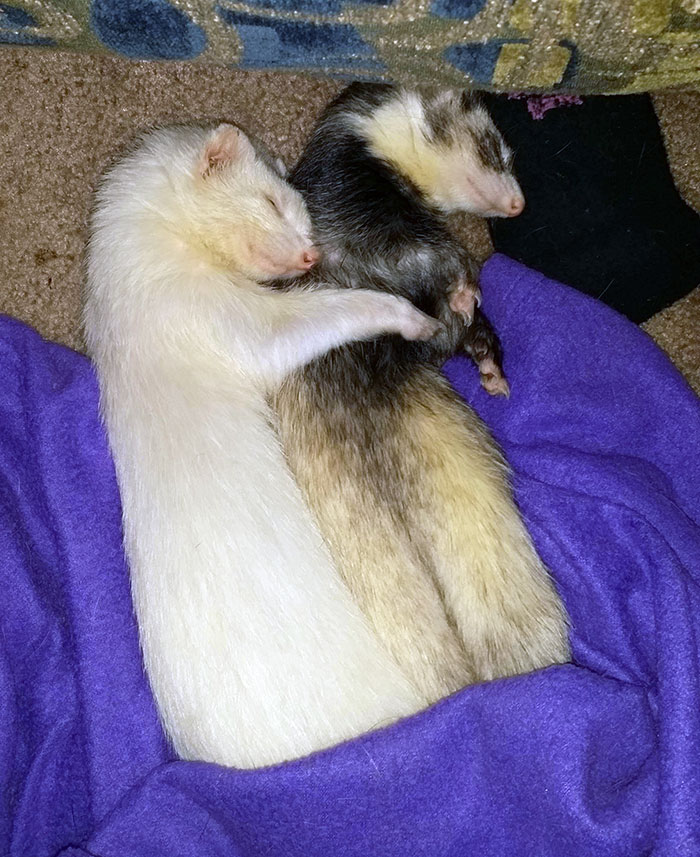 Ferret Cuddles
