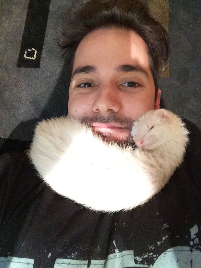 If I Lay On The Floor, My Ferret Climbs Up For A Nap