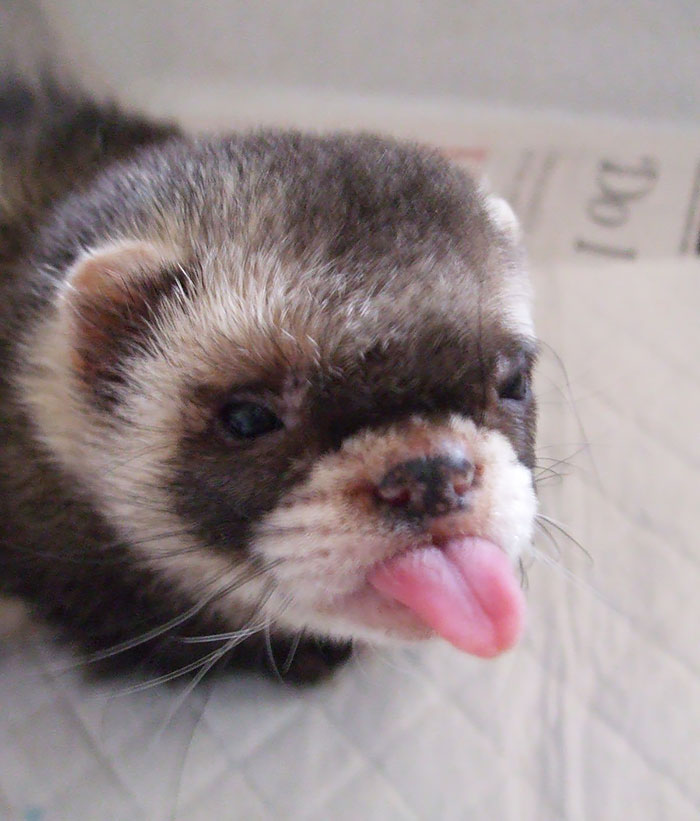 Because Ferret, That's Why