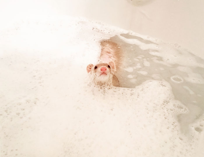 Ferret Enjoying A Bubble Bath