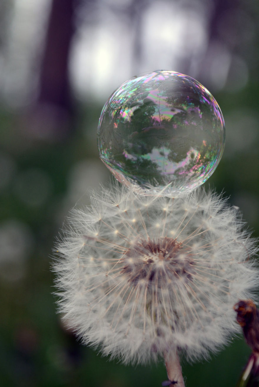 Soap Bubbles