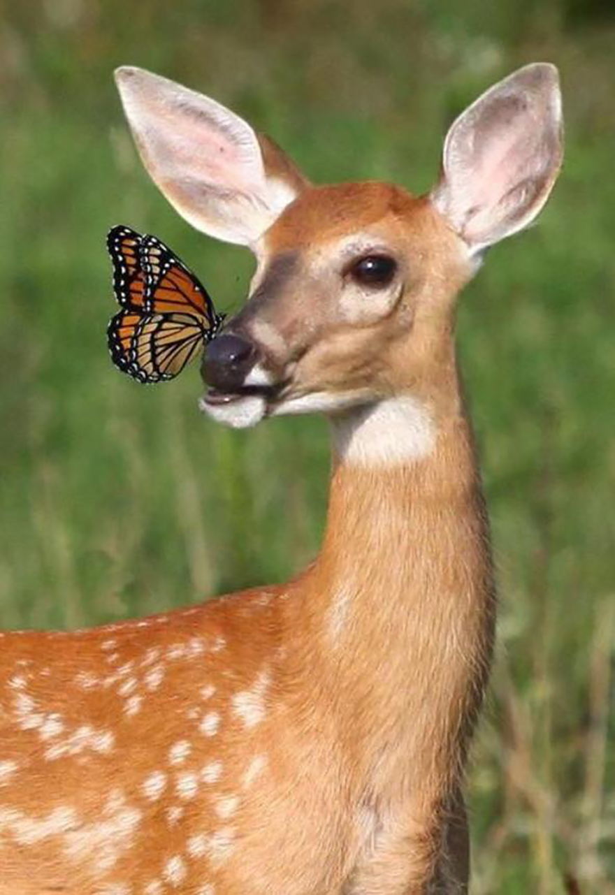 Bambi With Butterfly