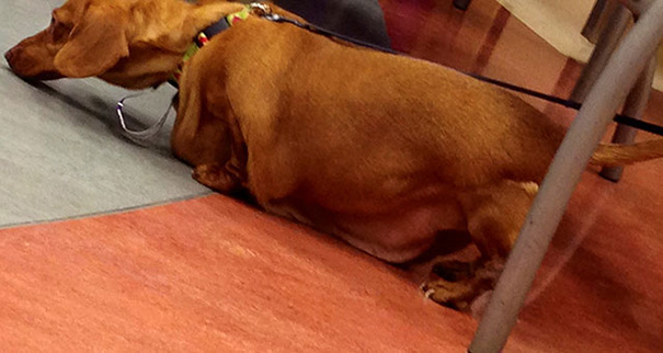 Dennis the Dieting Dog Loses 79% of His Body Weight With Healthy Habits