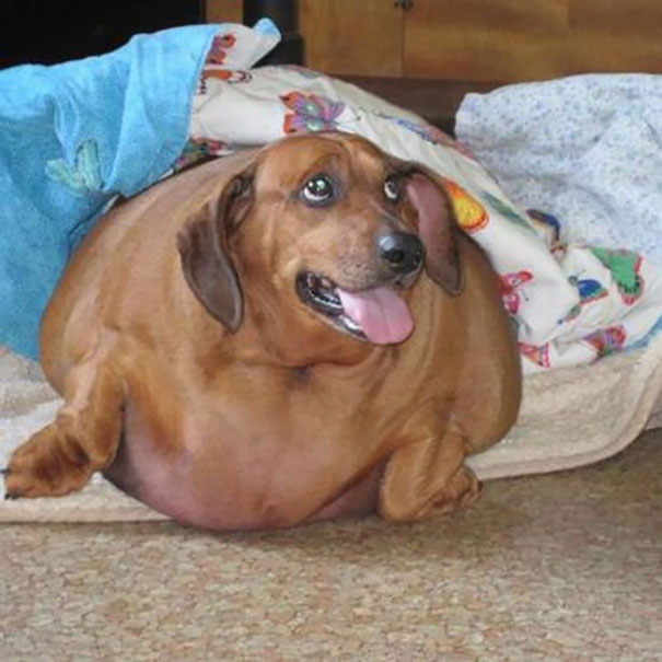 Dennis the Dieting Dog Loses 79% of His Body Weight With Healthy Habits